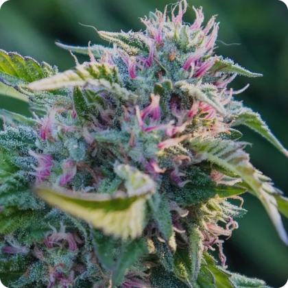 Sativa