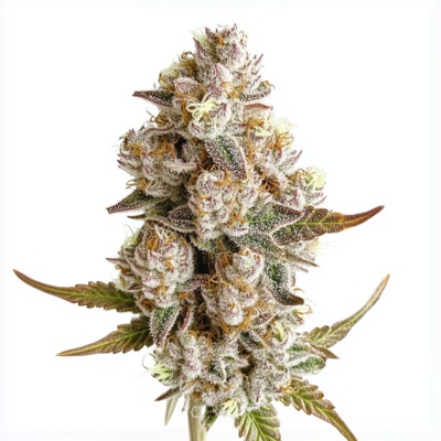 Apollo 13 Strain