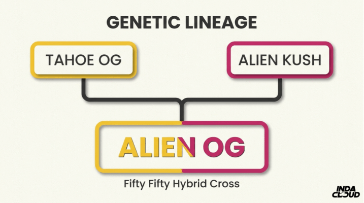Alien Og Strain: Info, Effects, And Growing Tips 6 Alien Og Genetic Lineage Chart Showing Tahoe Og And Alien Kush Crossed To Create Alien Og As A Fifty Fifty Hybrid
