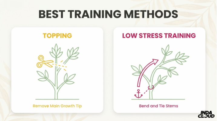 Alien Og Strain: Info, Effects, And Growing Tips 10 Best Alien Og Growing Methods Showing Topping And Low Stress Training Techniques For Better Plant Structure And Yield