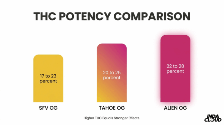 Alien Og Strain: Info, Effects, And Growing Tips 9 Thc Potency Comparison Chart Showing Alien Og At 22 To 28 Percent Thc Compared To Sfv Og And Tahoe Og
