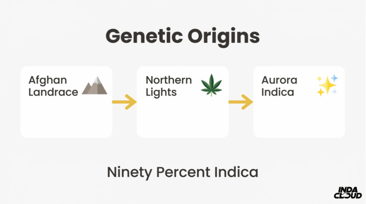 Aurora Indica Strain: Review, Effects &Amp; Origins 6 Aurora Indica Genetic Origins Chart Showing Afghani Landrace And Northern Lights Lineage Leading To Aurora Indica With Ninety Percent Indica Dominance