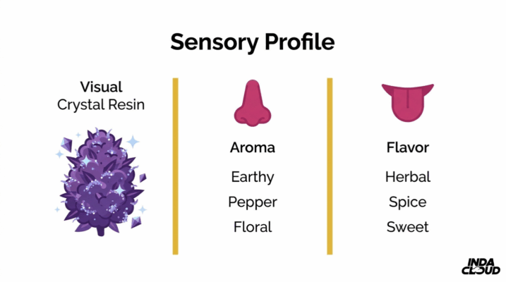 Aurora Indica Strain: Review, Effects &Amp; Origins 7 Aurora Indica Sensory Profile Infographic Showing Crystal Resin Appearance, Earthy Pepper Floral Aroma, And Herbal Spicy Sweet Flavor