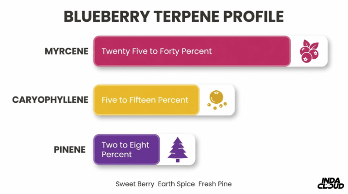 Blueberry Terpene Profile Chart Highlighting Myrcene, Caryophyllene, And Pinene With Sweet Berry, Earth Spice, And Fresh Pine Flavor Notes