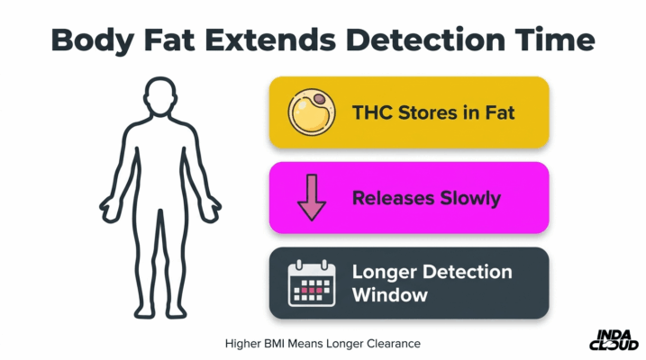 Does Thca Test Positive On Drug Tests? 8 Body Fat Impact On Thca Detection Time Showing Thc Stored In Fat, Released Slowly, And Causing A Longer Detection Window