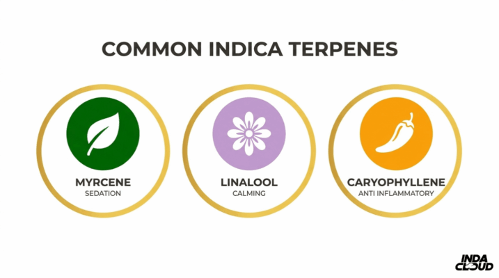 Indica Vs Sativa: The Key Differences Explained 7 Common Indica Terpenes Infographic Showing Myrcene For Sedation, Linalool For Calming, And Caryophyllene For Anti Inflammatory Effects