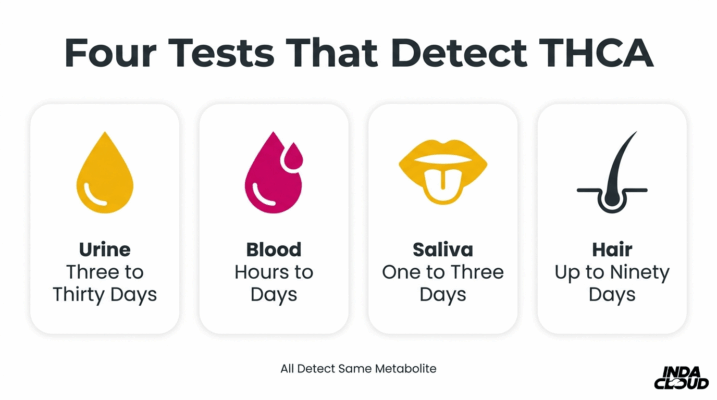 Does Thca Test Positive On Drug Tests? 6 Four Drug Tests That Detect Thca Metabolites Including Urine, Blood, Saliva, And Hair With Different Detection Windows