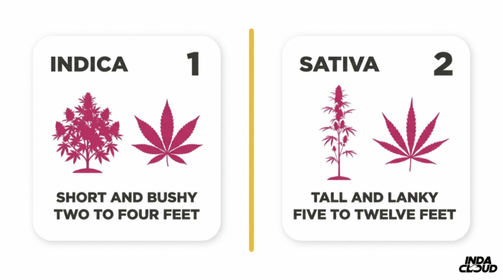 Indica Vs Sativa: The Key Differences Explained 5 Indica And Sativa Plant Structure Comparison Showing Indica As Short And Bushy At Two To Four Feet And Sativa As Tall And Lanky At Five To Twelve Feet