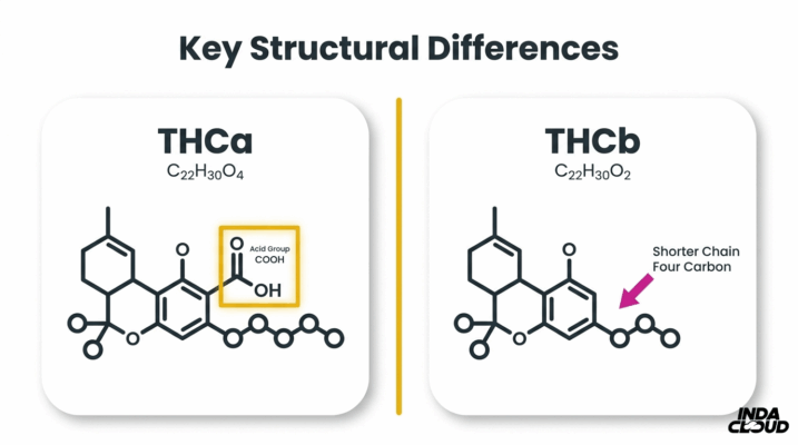 Thca Vs Thcb: Key Differences You Should Know 5 Thca And Thcb Molecular Structure Comparison Showing Acid Group In Thca And Shorter Carbon Chain Structure In Thcb