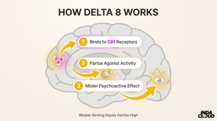 Understanding Delta 8'S Effects: How It Gets You High And Its Legal Status 5 How Delta 8 Works In The Brain Showing Cb1 Receptor Binding Partial Agonist Activity And Milder Psychoactive Effects Compared To Delta 9 Thc